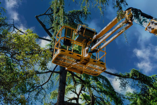 Professional Tree Service in Sullivan City, TX